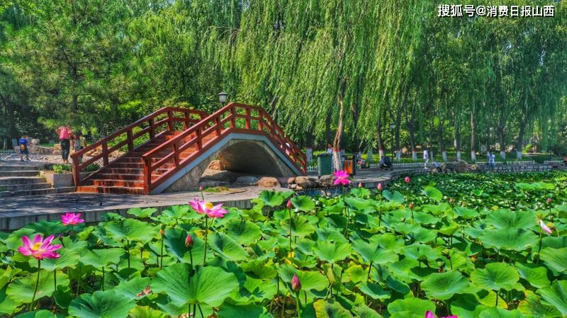 这个夏天在太原最不容错过的9个赏荷胜地 快快来打卡