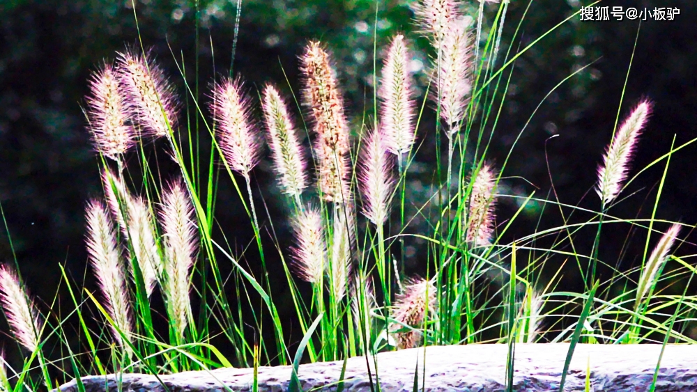 人与自然系列之狗尾草 狼尾草