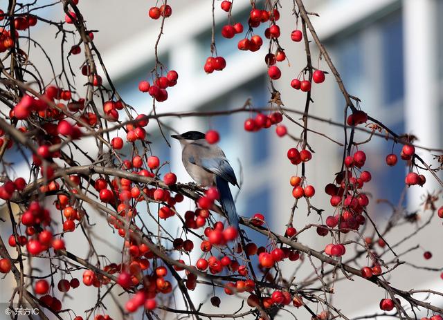 原创喜鹊报喜!3生肖惹不起,8月福旺桃花开,横财不断