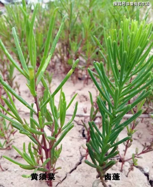 原创它是一种耐碱性极强的植物生长在盐碱地用来凉拌非常美味