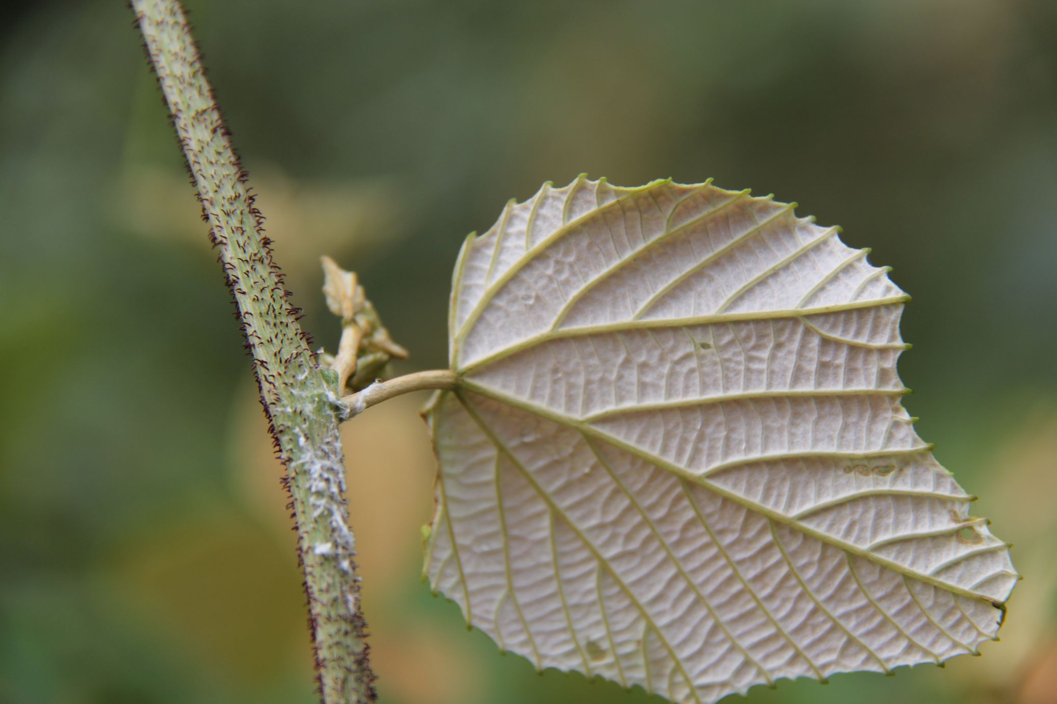 庆元植物1212-葡萄科-葡萄属-腺枝毛葡萄