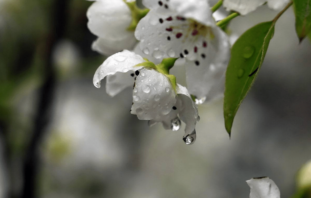 白乐天《长恨歌》云:玉容寂寞泪阑干,梨花一枝春带雨.