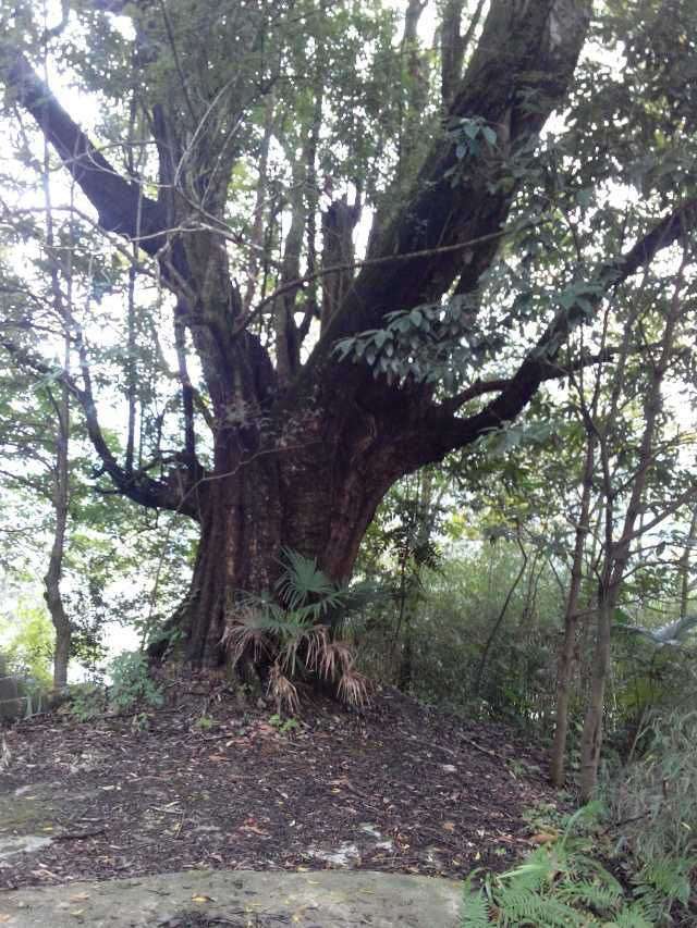 高岩苗寨的来历