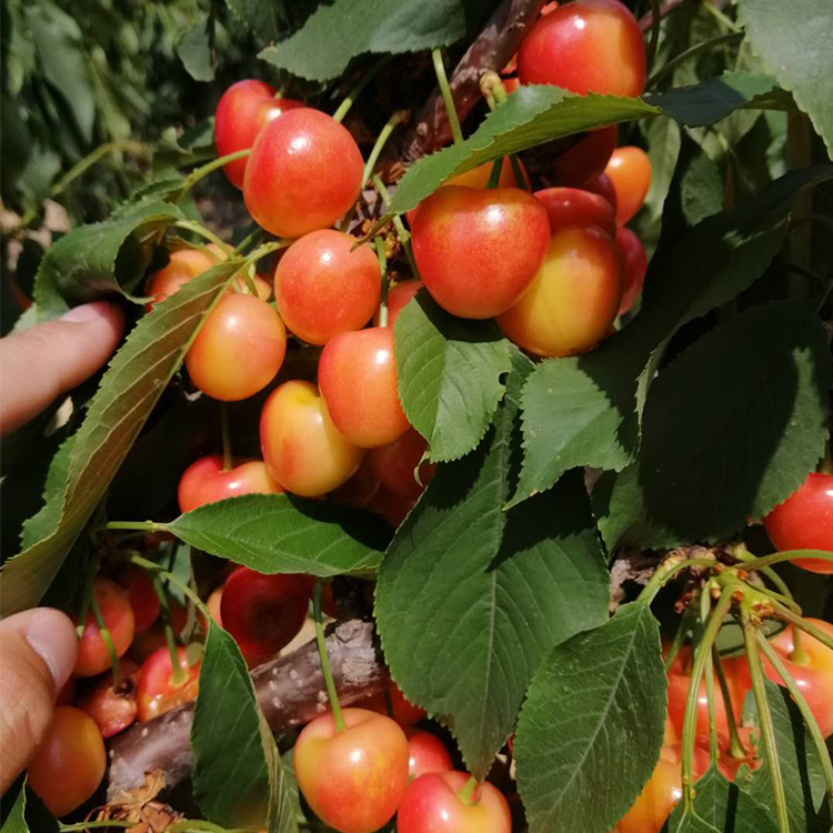 黄果大樱桃新皇帝1-5辉煌亮相,引起不小的轰动