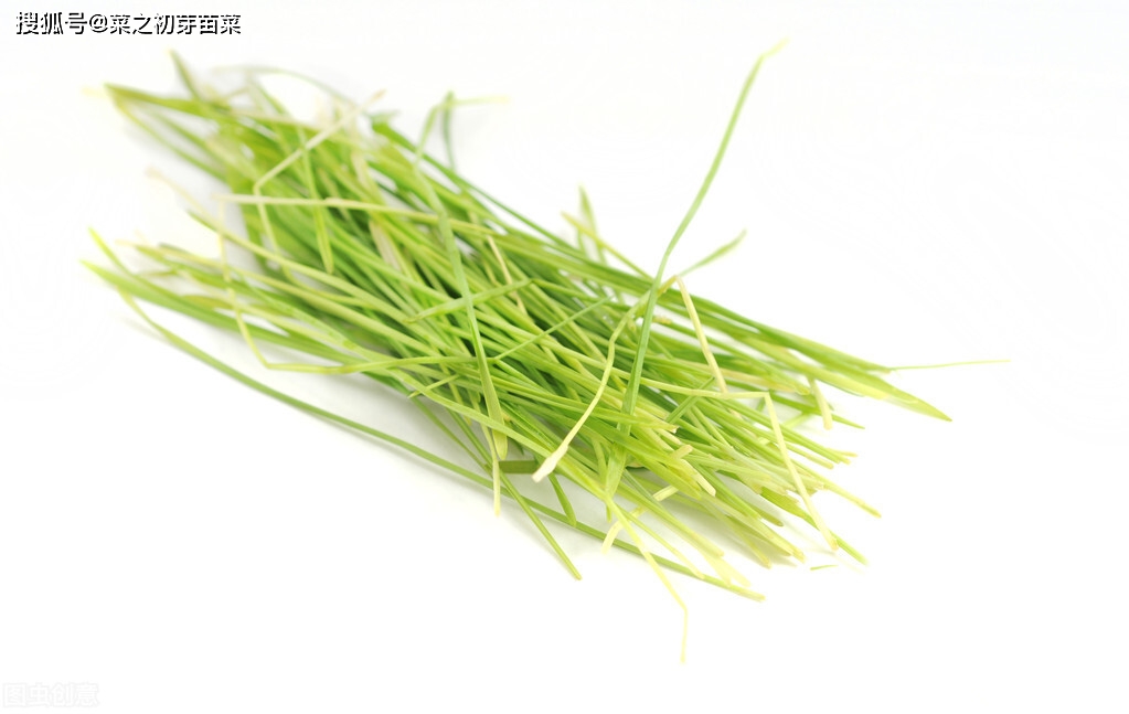 小麦芽苗菜不分季节,四季出菜_手机搜狐网