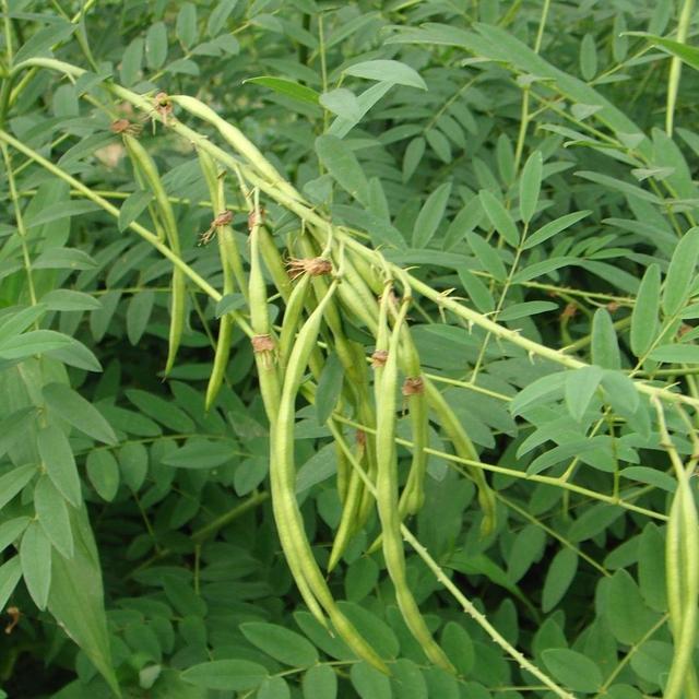 原创省心省钱养好羊,这几种中药草养羊人一定要牢记,性价比很高!