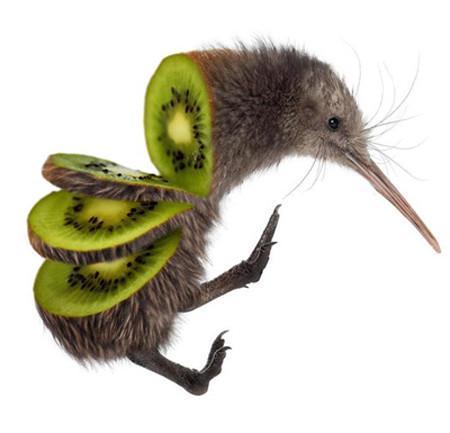 奇怪的新西兰国鸟 没有翅膀就算了 还是雄鸟孵蛋 听说很浪漫