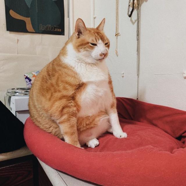 原创橘猫太努力胖成九头身,这身材很少猫咪赶得上!