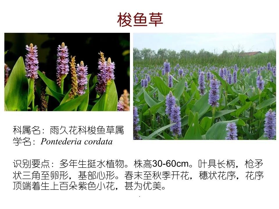 快收藏!80种常见景观专业水生植物
