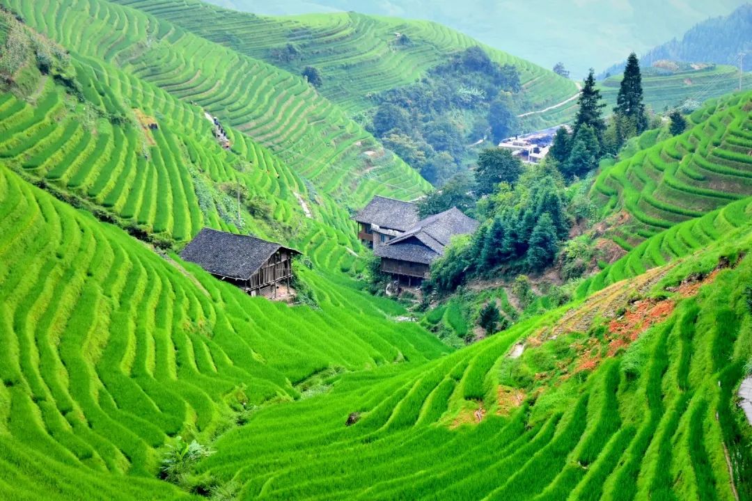 龙脊梯田天然居夏天我的心在乡下