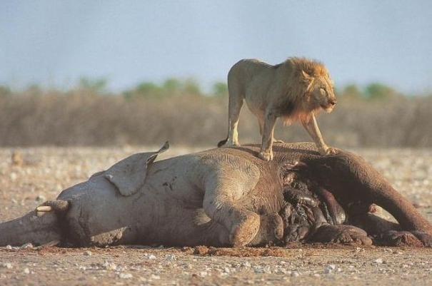 老虎狮子连大象都吃,为何独独不吃熊猫,老虎:你行你上啊