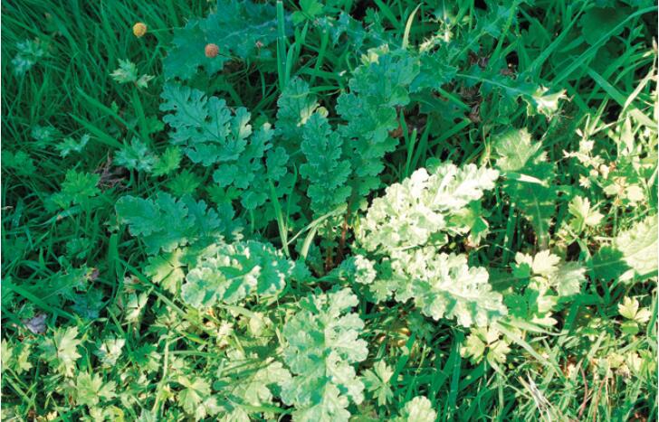 这种菊科植物可要警惕了
