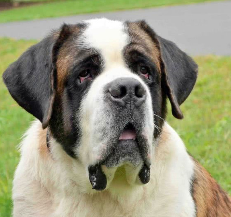 狗狗遛弯碰见豪猪,激动上前打招呼,随后一幕却让人不忍直视_伯纳