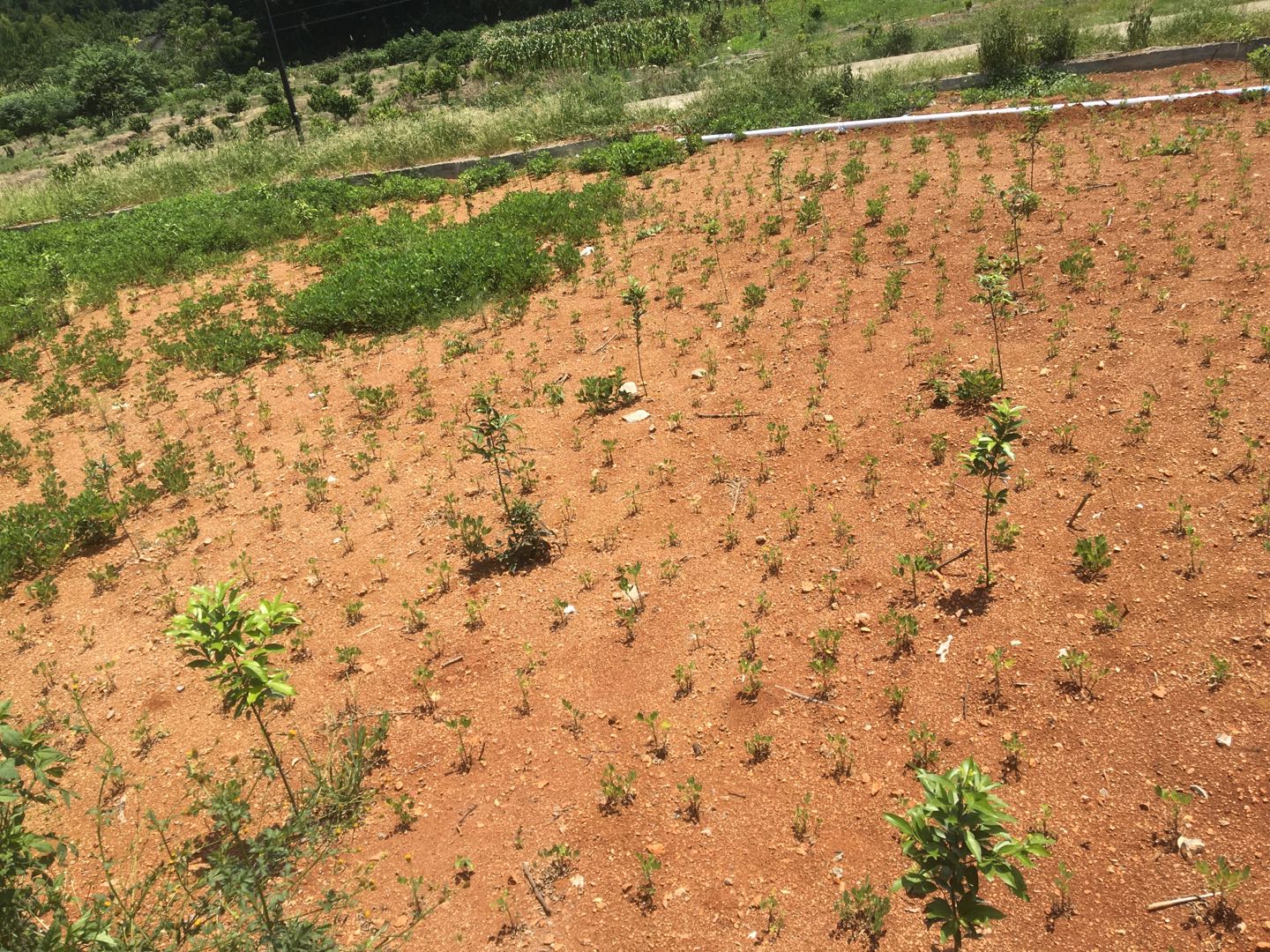 建设美丽乡村——拆旧复垦之复绿篇(十七)