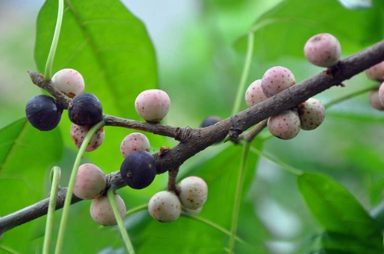 原创人称"天仙果",曾是农村娃的零食,如今不多见了,遇见要珍惜