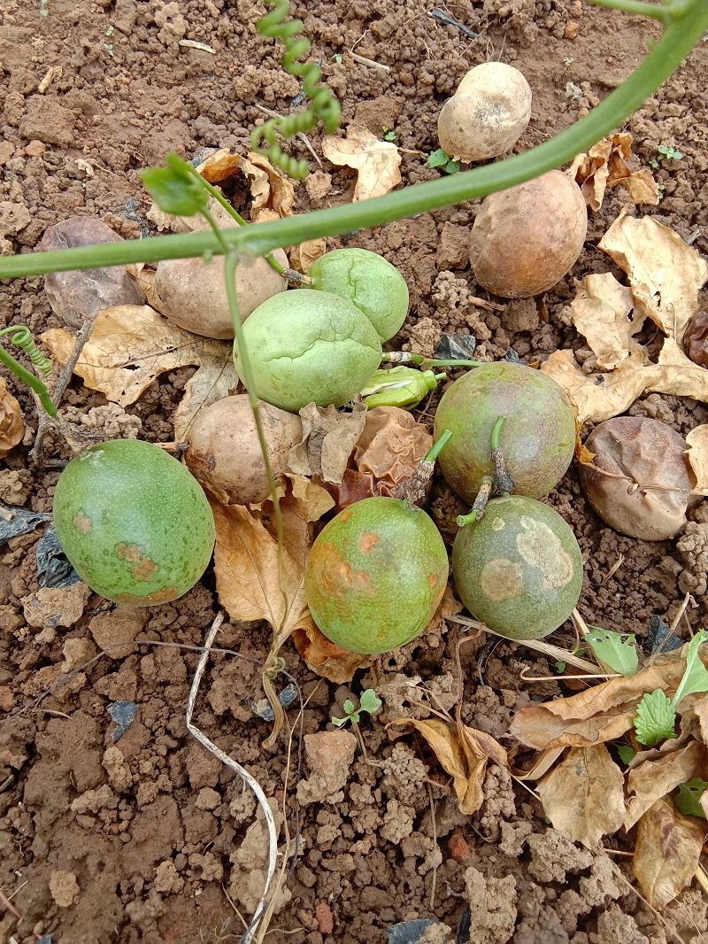 百香果得了炭疽病怎么办?百香果怎么施肥能增甜?