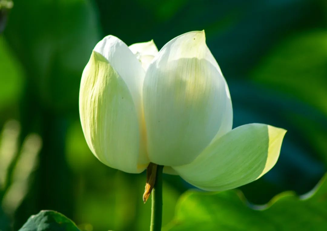 青毛节 青毛节很常见,颜色偏向蛋清,白色中透着一丝青色,清雅素洁