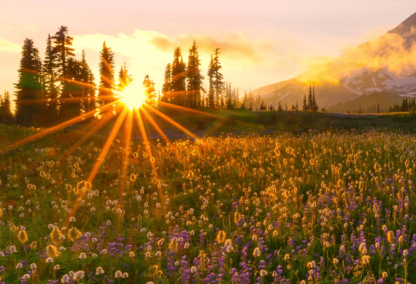 原创进入8月,喜鹊登门,4属相好运降临,爱情甜蜜,事业丰收