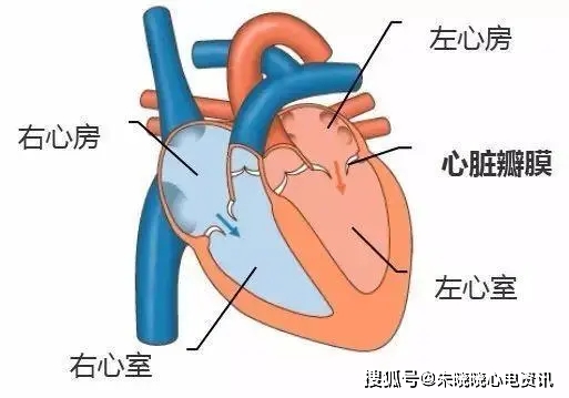 心脏结构:心脏的四个腔室
