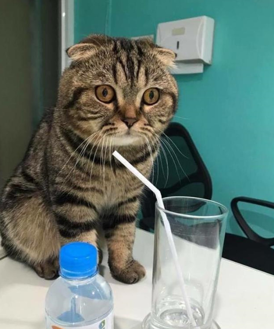 原创猫咪嘴含吸管在喝水,脸上神情扑朔迷离,让人看了忍不住发笑