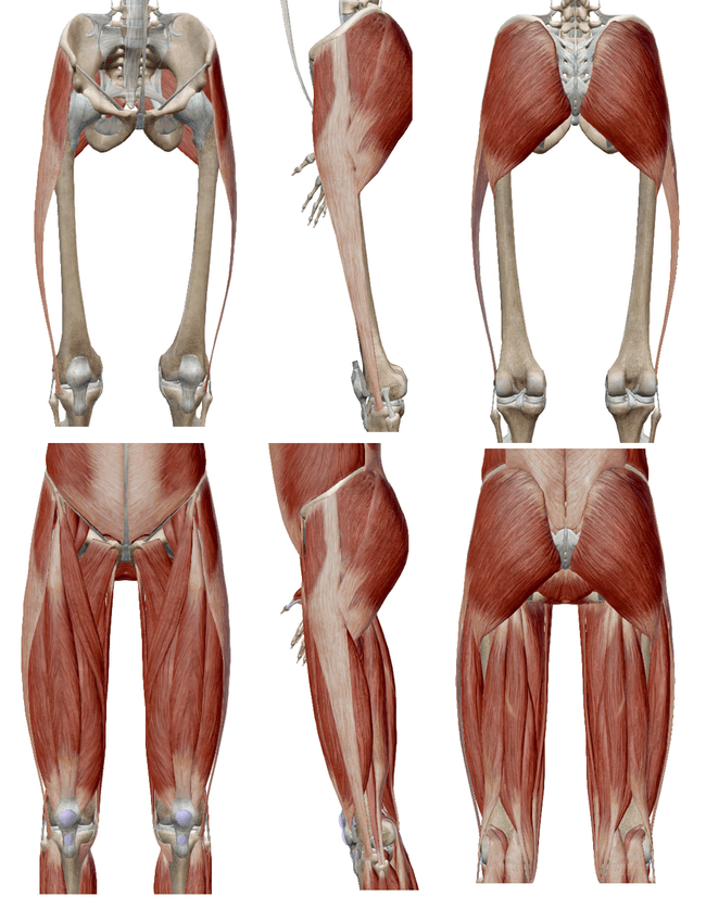 所以大腿骨折肌群肌肉,外侧倒是没有多少关于腿部肌肉,我们要