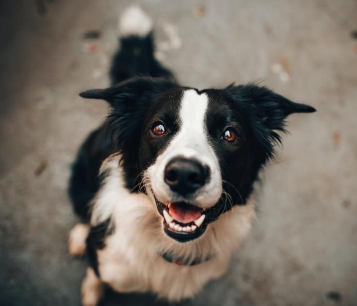 牧羊犬大家族除了邊牧,德牧還有多少種類?_柯基