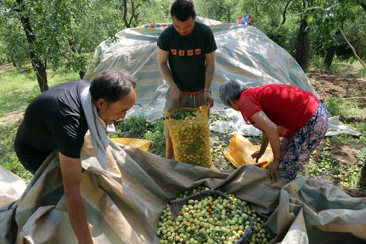 大荔農民發明的打棗