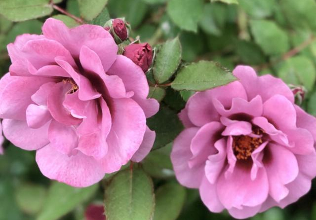 8款眼睛月季,花型独特,还有好闻的香味