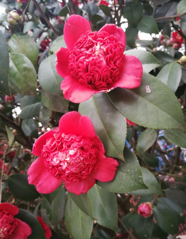 话说,这个金盘荔枝,到底是个什么品种?