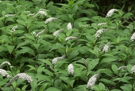 女人都爱以下野菜,是治疗妇科疾病的良药,治月经不调,白带异常