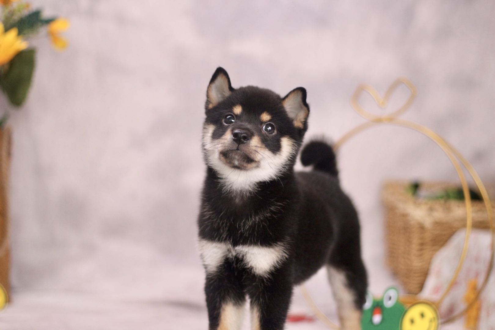 去哪兒才能買到好的柴犬?