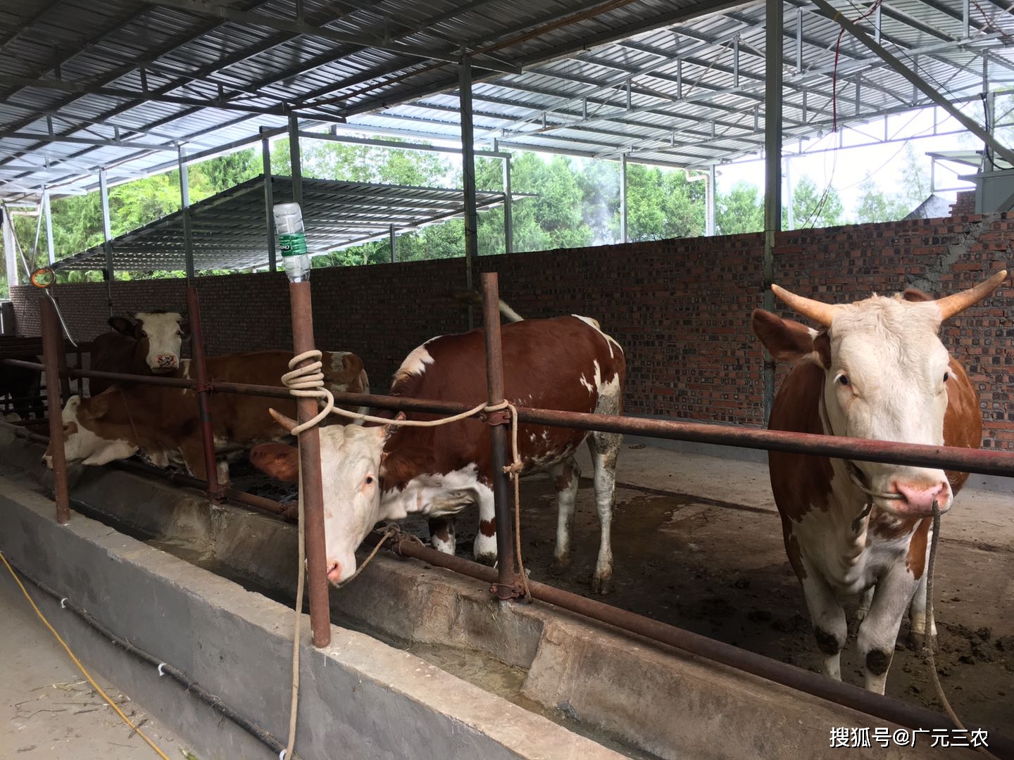 大学生"牛倌"赵鹏收购架子牛回来饲养,看准时机后转手卖出.