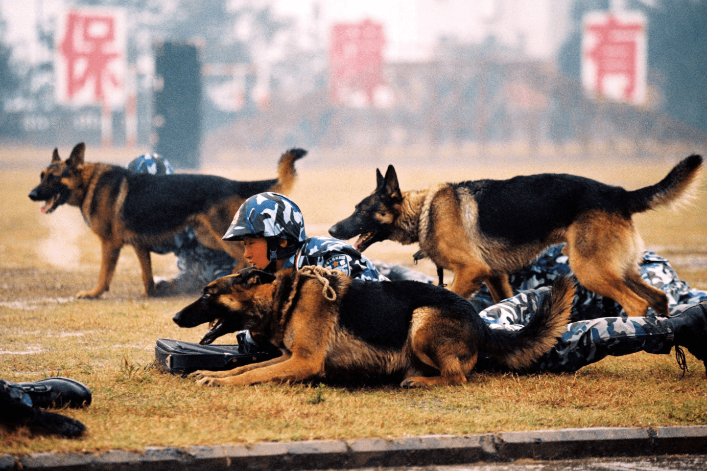 警犬德国牧羊犬训练中