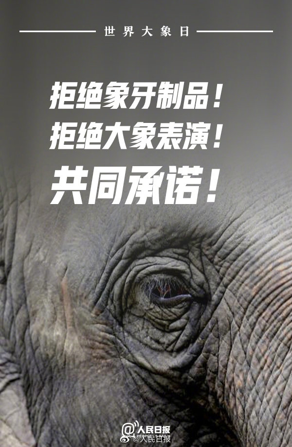 保护象牙的公益广告语图片