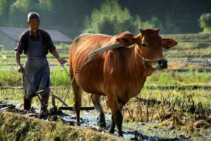 善珑讲堂节约粮食刻不容缓但要警惕地沟油打工不如种田谈谈农村