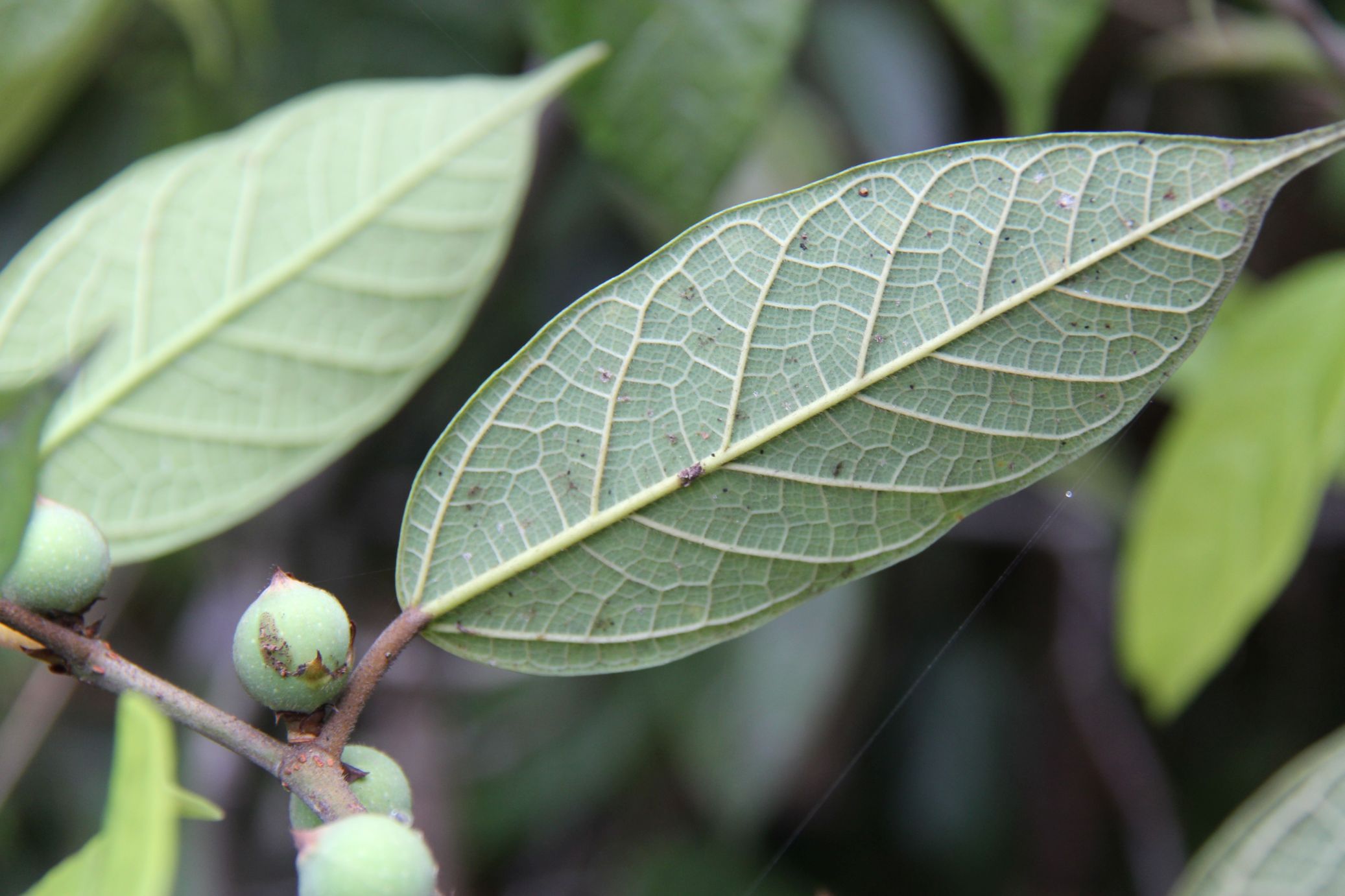 庆元植物1225-桑科-榕属-珍珠莲_手机搜狐网