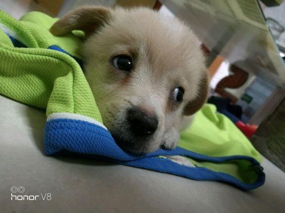 听说捡到的狗狗是金毛高兴坏了,知道是土狗后对狗狗又不管不顾