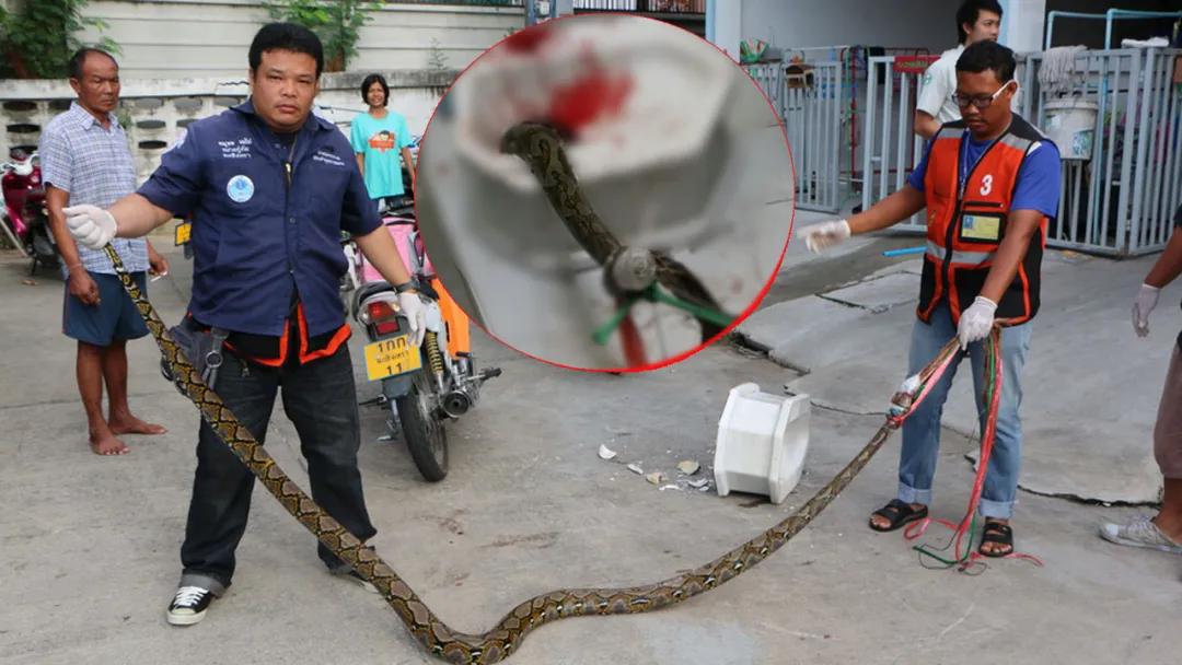 早前在北柳府,一名38岁的男子在自家厕所里上厕所时,下体就被一条大蛇