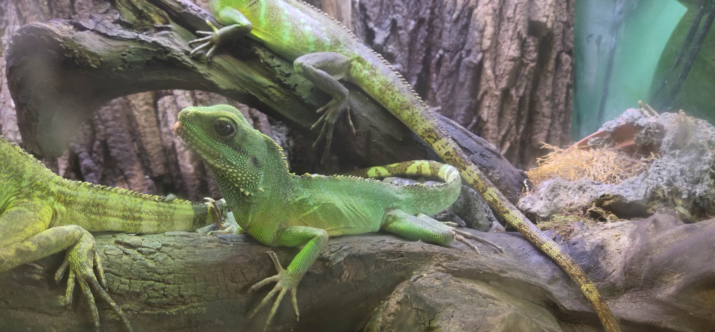 清河源室内萌宠篇之绿水龙