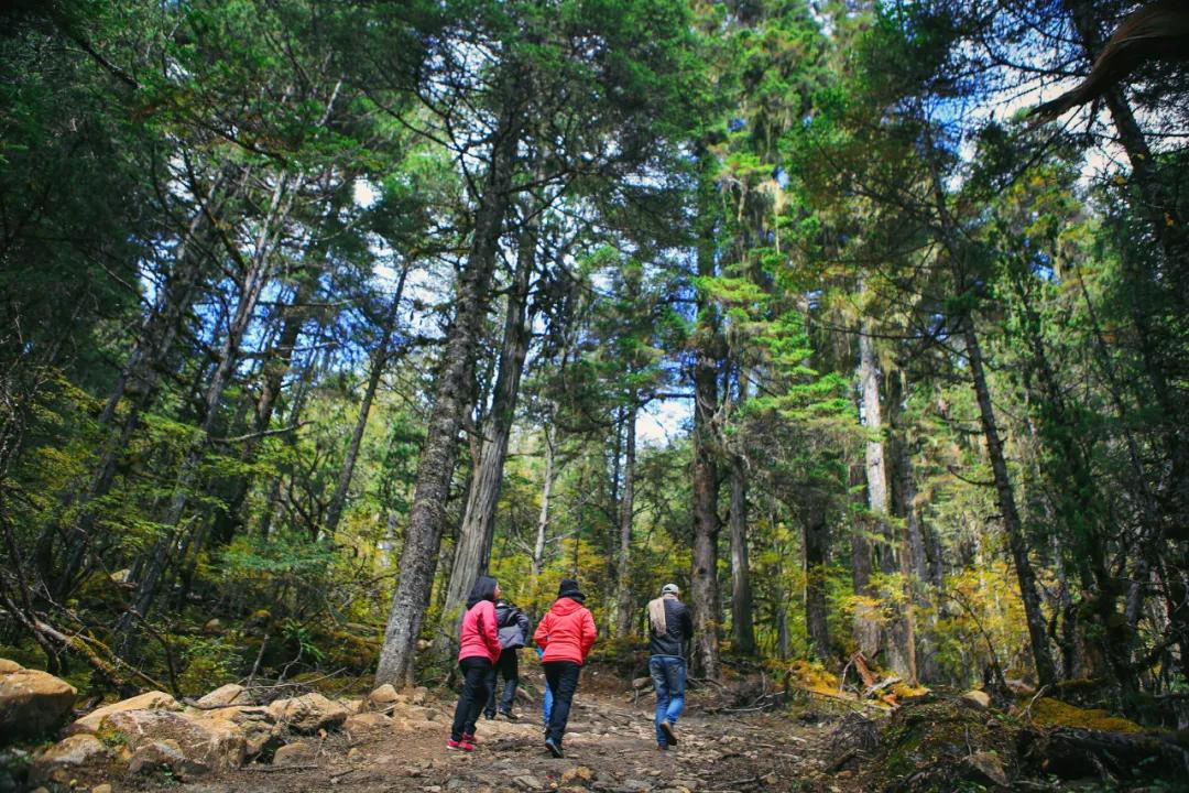 波密岗云杉林请跟着林同学一起出发吧!
