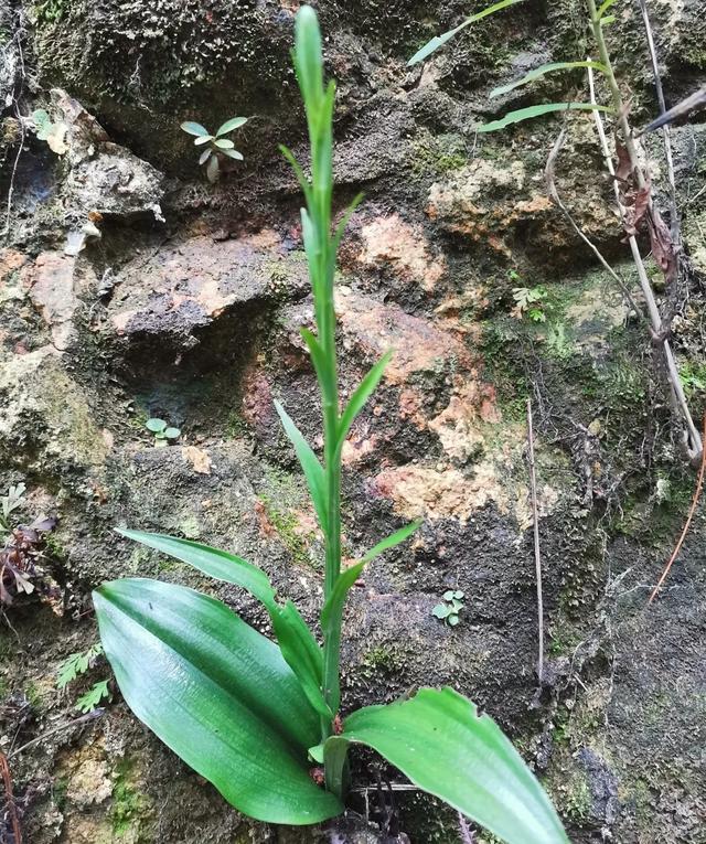 新记录将乐龙栖山发现珍贵兰科植物小舌唇兰