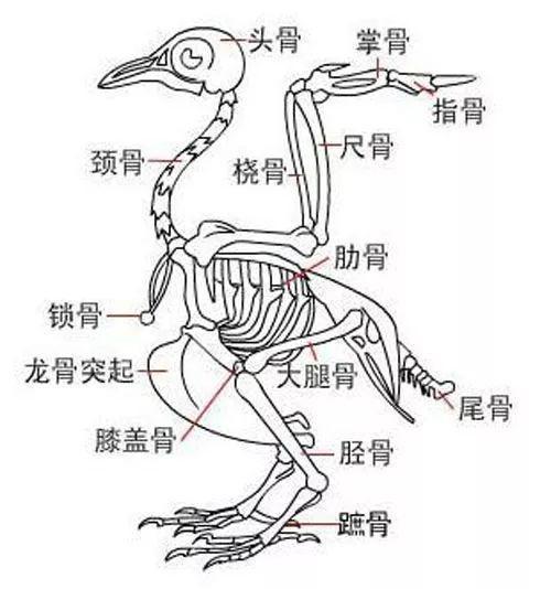 骨架是赛鸽的重要核心一副好骨架能铸就好成绩