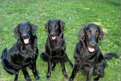 平毛寻回犬会放屁吗?