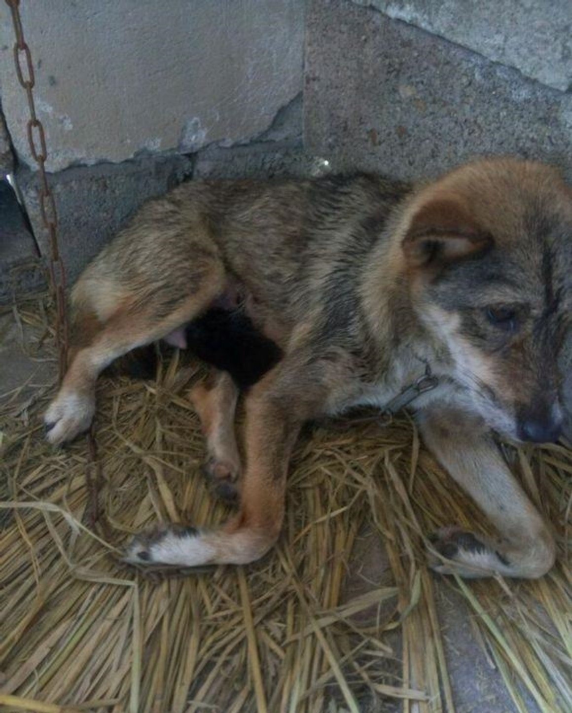 原创土狗深夜发惨叫声主人没有当回事隔日一看想扇自己耳光