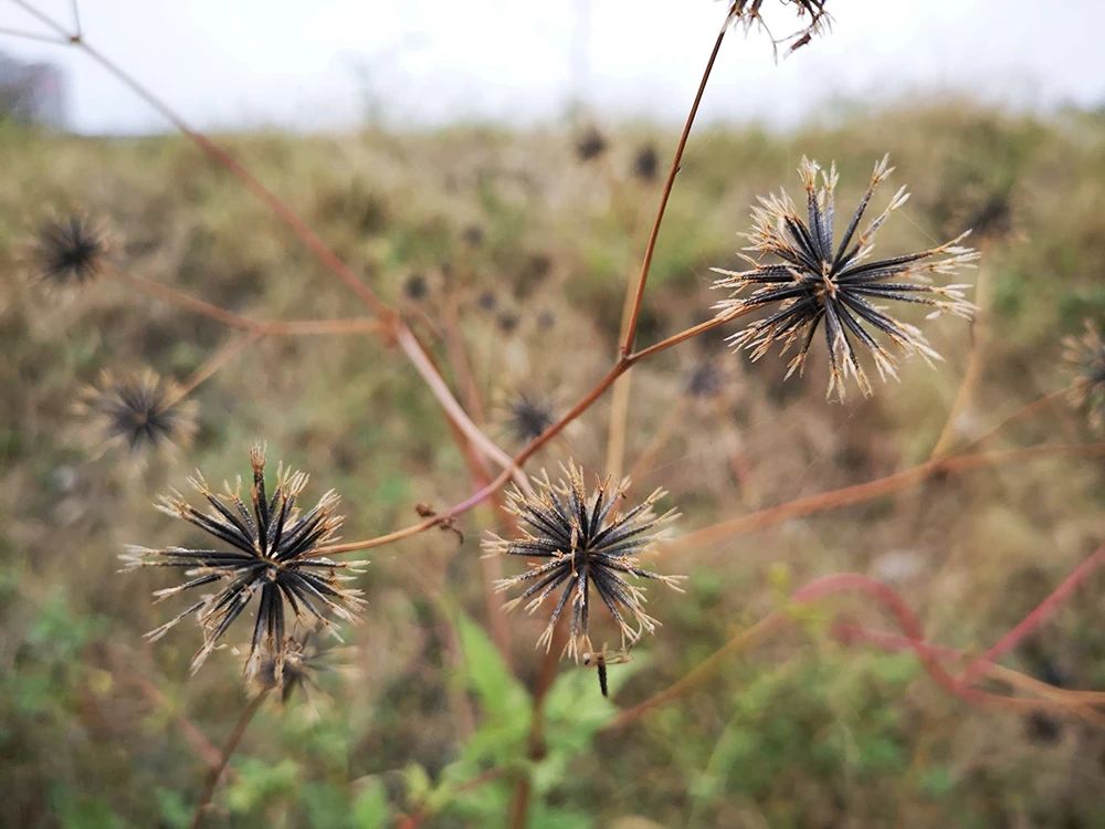 它是农民讨厌的恶草,碰一下就扎衣服上,如今却能酿葡萄酒了?