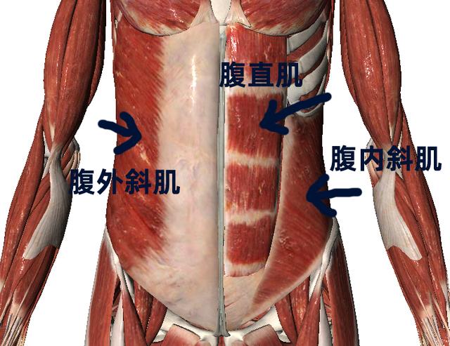腹肌下面是什么部位图片
