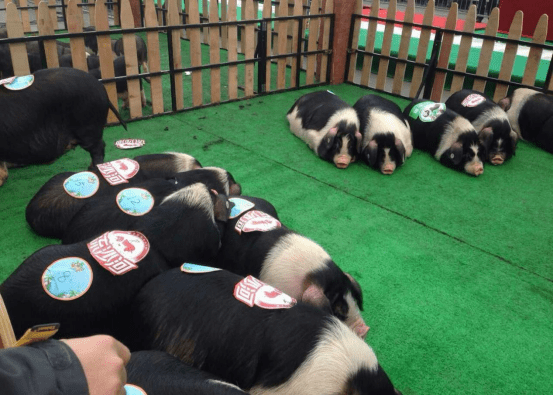 4 宁乡花猪,"有值"宁乡现代农业产业园利用融资加强