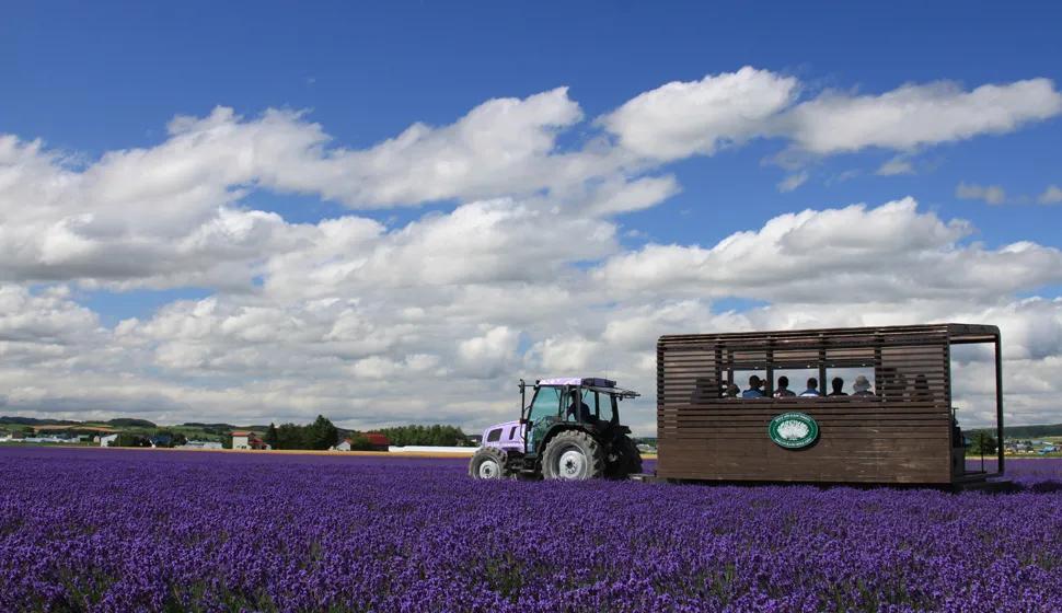 没有门票但日本富田农场却年收入超9亿日元原因为何