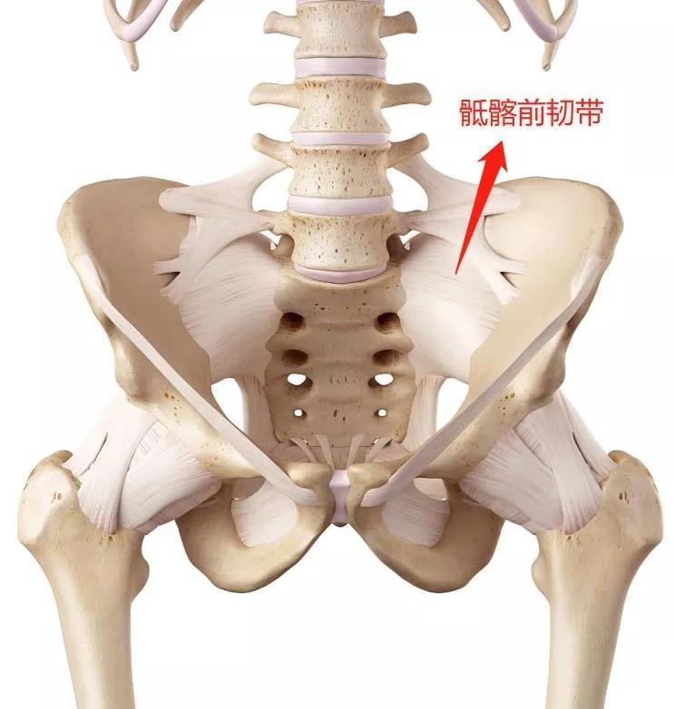 盆骶疼痛指哪里图片图片