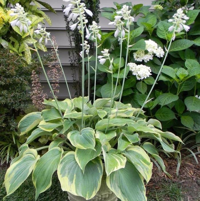 耐半阴的开花植物,每天给适当柔和的光照就不断开花!早看早知道